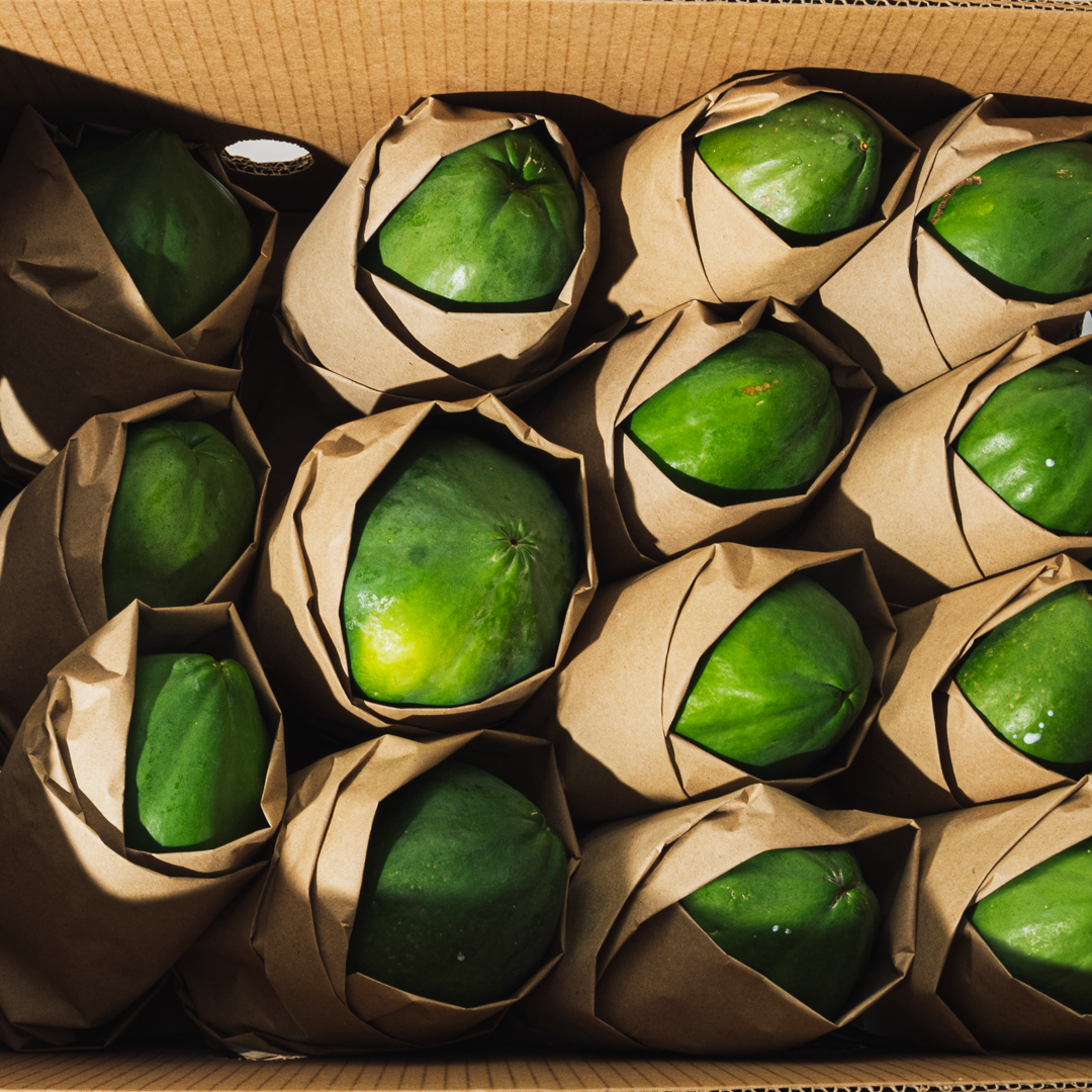 Grüne Papaya BULK (12KG)